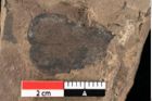 Foto (Detailansicht) von Rhytisma planerae Ettingshausen (NHMW-GEO-2024-0188-0074)